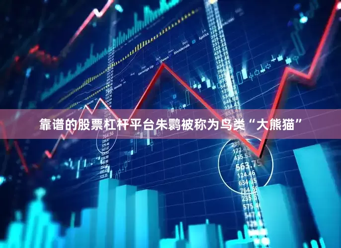 靠谱的股票杠杆平台朱鹮被称为鸟类“大熊猫”